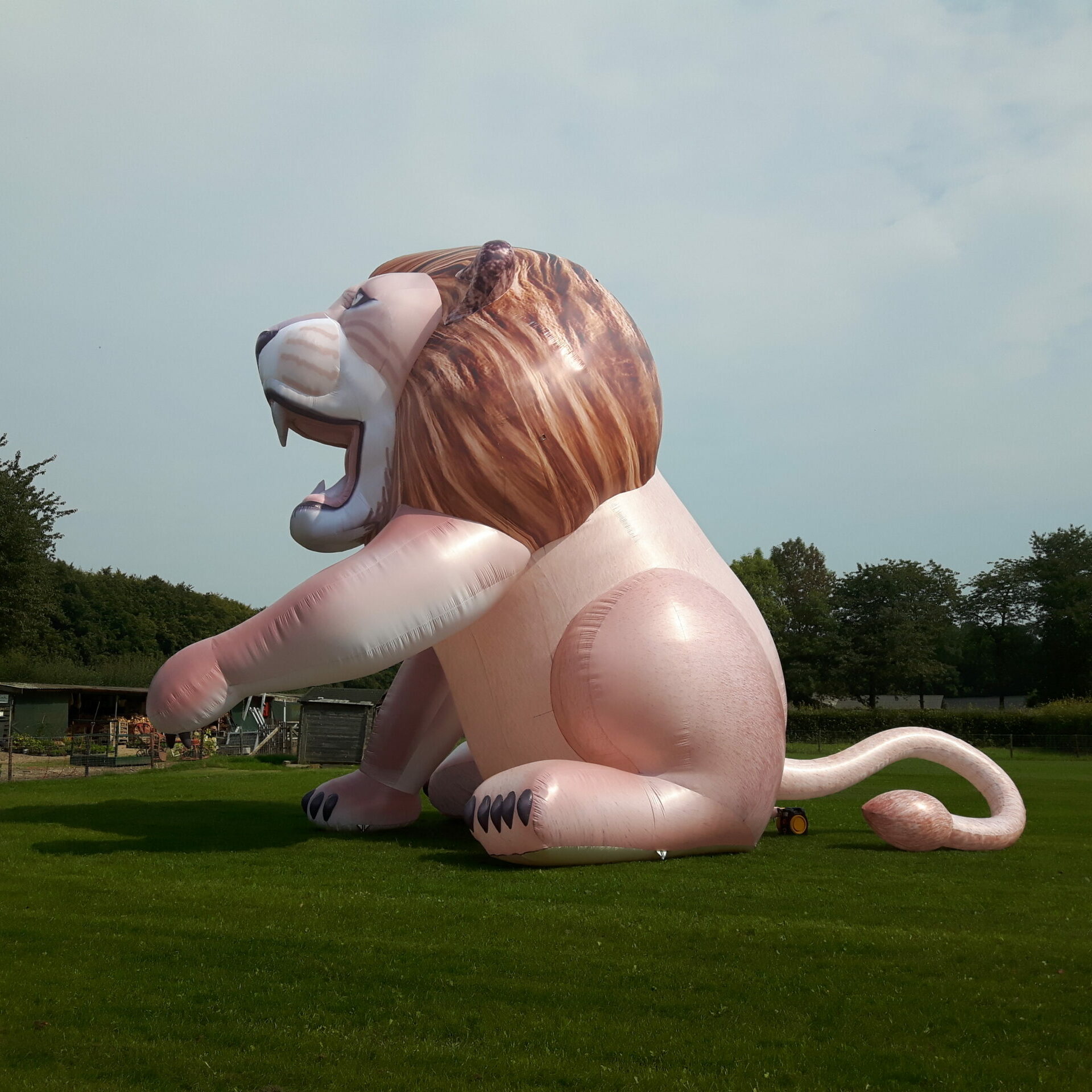 Leeuw 10m - Afbeelding 5