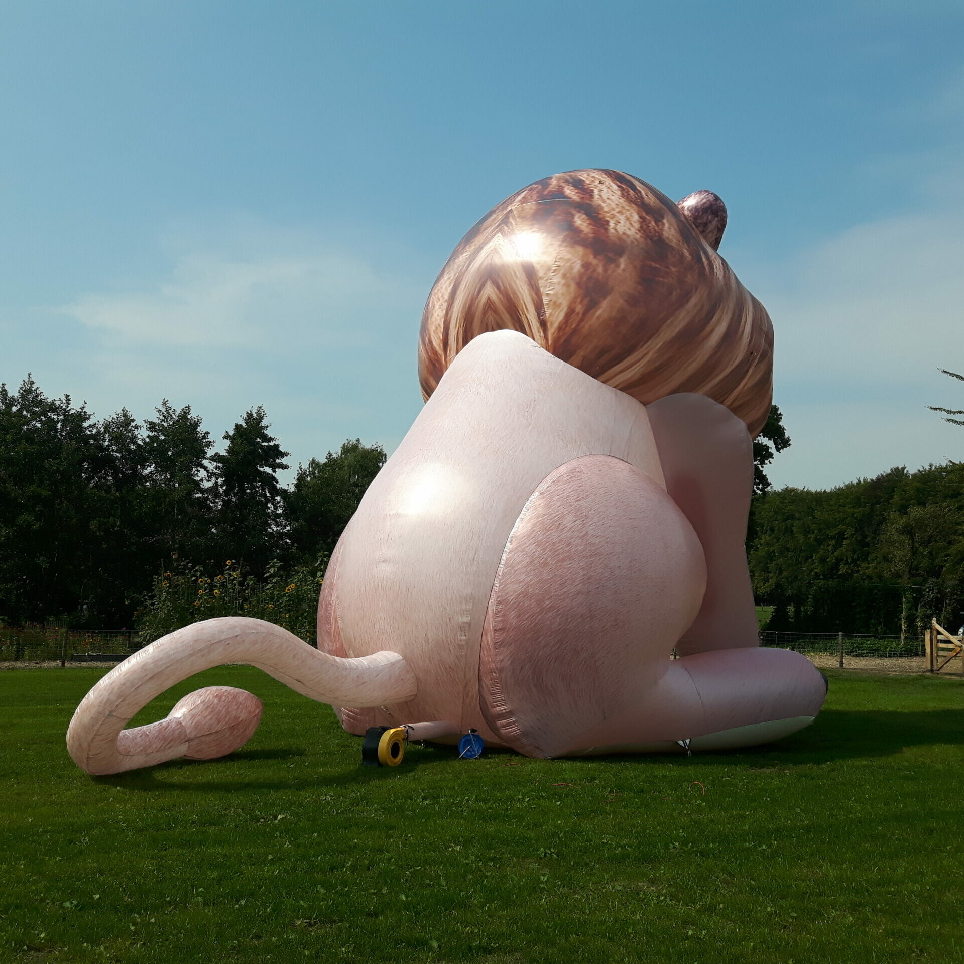 Leeuw 10m - Afbeelding 6